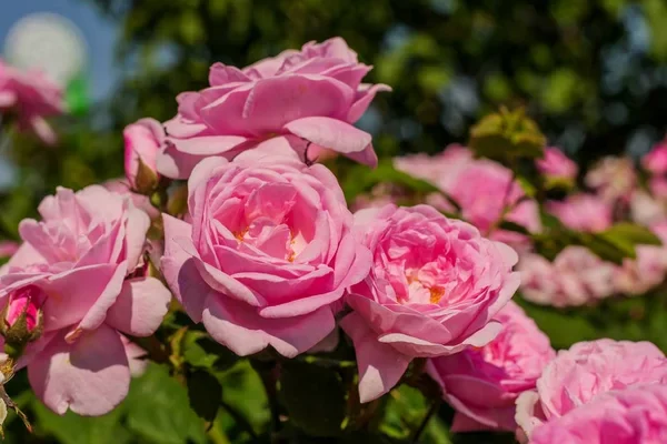 A 10 legillatosabb kerti virág – vigyél illatot a mindennapokba!