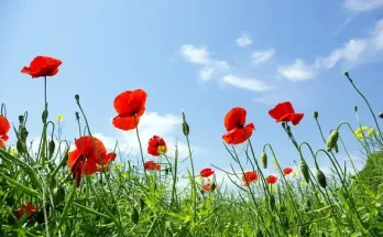 Érdekességek a legismertebb magyar virágokról