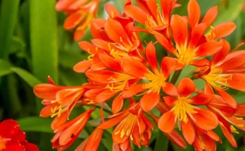 Szobanövényből kerti csoda: átültetési tippek