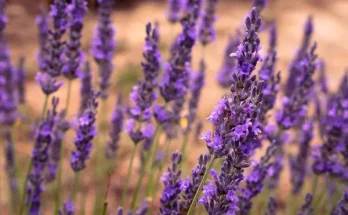 A levendula ültetése és gondozása egyszerűen