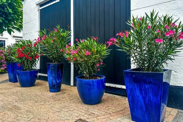 Mediterrán hangulat magyar kertben: hogyan valósítható meg?