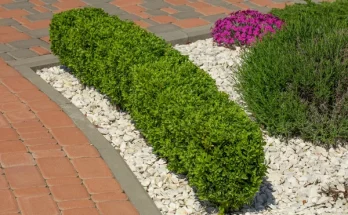 Örökzöldek és virágok kombinálása a kertben