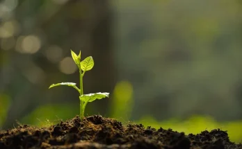 Magvetés otthon: így lesz sikeres a palántanevelés