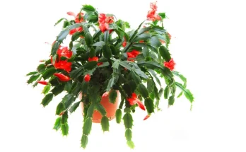 Télen virágzó szobanövények