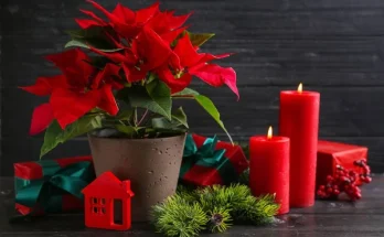 Mikulásvirág gondozása, tartása