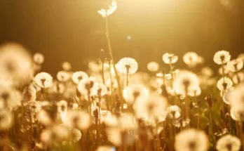 Hogyan szabaduljunk meg a pitypangtól?