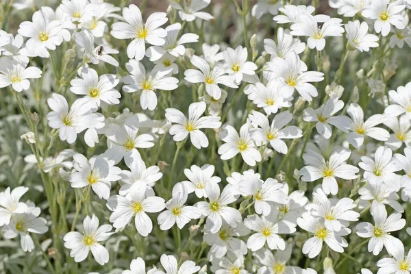 A legjobb talajtakaró virágok, ha kevés időd van a kertre