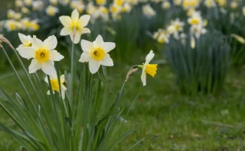Tavaszi hagymások – ültetési naptár kezdőknek