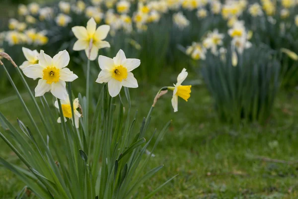 Tavaszi hagymások – ültetési naptár kezdőknek