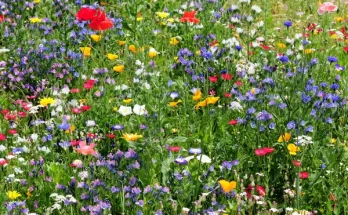 Virágos rét a kertben: vadvirágok ültetése és gondozása