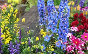 Egynyári vagy évelő? Melyiket válaszd a kertedbe?