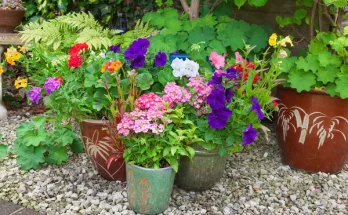 Árnyéktűrő virágok: szépség sötétebb kertrészekbe is