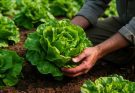 Fejes saláta (Lactuca sativa) ültetés és folyamatos szedés