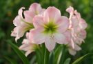 Kerti amarillisz nagyvirágú hibridek (Hippeastrum ‘Apple Blossom’)
