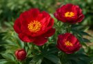 Kerti bazsarózsa korai fajták (Paeonia ‘Early Scout’)