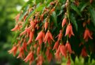 Kerti begónia csüngő változatok (Begonia boliviensis)