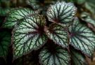 Kerti begónia különleges levelei (Begonia rex)