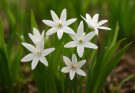 Kerti csillagvirág fehér változatok (Scilla bifolia ‘Alba’)