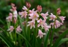 Kerti csillagvirág rózsaszín változatok (Scilla ‘Rosea’)