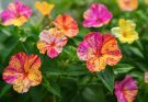 Kerti csodatölcsér színváltó virágai (Mirabilis jalapa ‘Broken Colors’)