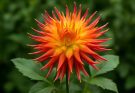 Kerti dália kaktuszvirágú fajták (Dahlia cactus)