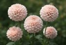 Kerti dália labda formájú virágok (Dahlia ball)