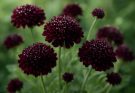 Kerti díszcsillag sötét bordó változatok (Scabiosa atropurpurea ‘Black Knight’)