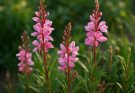 Kerti díszgyertya rózsaszín változatai (Gaura rosea)