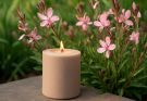 Kerti díszgyertya szélálló tulajdonságai (Gaura lindheimeri ‘Siskiyou Pink’)