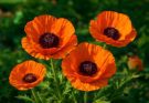 Kerti díszpipacs narancssárga változatok (Papaver orientale ‘Prince of Orange’)