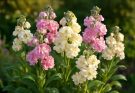 Kerti estike kétszínű virágai (Matthiola incana ‘Cinderella Mix’)