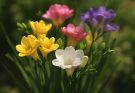 Kerti frézia intenzív illata (Freesia ‘Single Mix’)