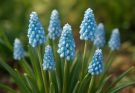 Kerti gyöngyike különleges fajták (Muscari ‘Valerie Finnis’)