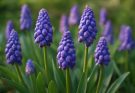 Kerti gyöngyike lila változatok (Muscari latifolium)