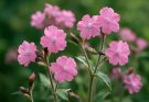 Kerti habszegfű rózsaszín virágai (Silene dioica ‘Rosea’)