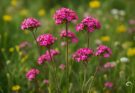 Kerti habszegfű vadvirágos hatása (Silene armeria)