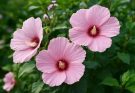 Kerti hibiszkusz rózsaszín virágai (Hibiscus syriacus ‘Pink Giant’)