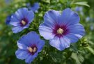 Kerti hibiszkusz színes hibridek (Hibiscus syriacus ‘Oiseau Bleu’)