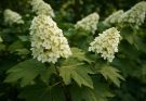 Kerti hortenzia tölgylevelű változata (Hydrangea quercifolia)