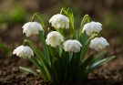 Kerti hóvirág telt virágú fajták (Galanthus nivalis ‘Flore Pleno’)