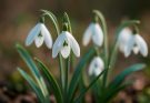 Kerti hóvirág természetes szépsége (Galanthus nivalis)