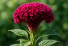 Kerti kakastaréj bársonyos virágzata (Celosia cristata)
