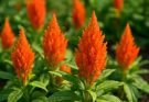 Kerti kakastaréj narancssárga fajtái (Celosia argentea var. plumosa ‘Flamingo Feather’)