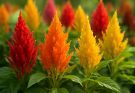 Kerti kakastaréj tollas változatok (Celosia plumosa)
