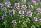 Kerti kakukkfű illatos virágzása (Thymus citriodorus)
