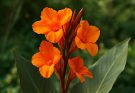 Kerti kanna narancssárga virágai (Canna ‘Orange Beauty’)