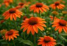 Kerti kasvirág narancssárga fajták (Echinacea ‘Tangerine Dream’)