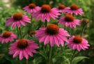 Kerti kasvirág rózsaszín hibridek (Echinacea ‘PowWow Wild Berry’)