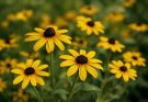 Kerti kúpvirág sárga változatok (Rudbeckia triloba)