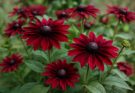 Kerti kúpvirág sötét bordó közepű fajták (Rudbeckia hirta ‘Cherry Brandy’)